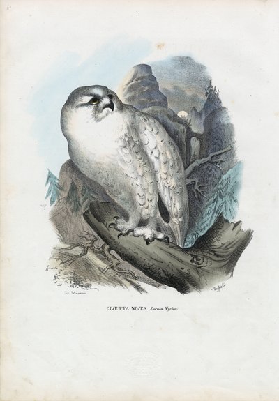 Gufo delle nevi, 1863-79 da Raimundo Petraroja